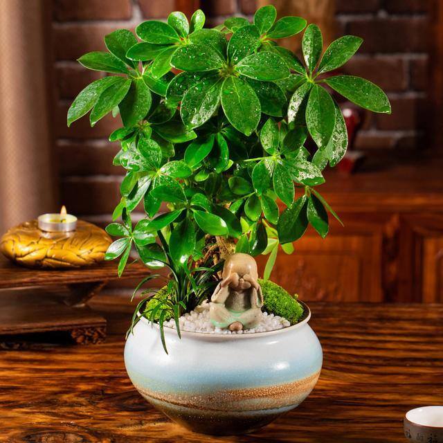 最好养的10种兰花（阳台上适合养什么花？）
