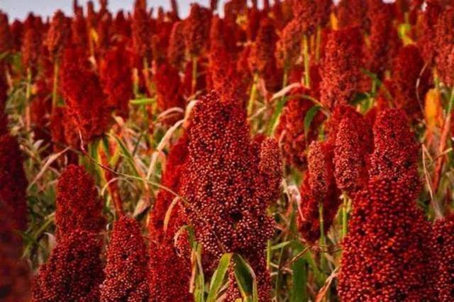在农村种植什么比较挣钱（农村种植什么作物比较赚钱）