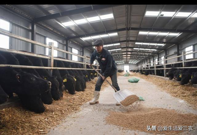 养牛的利润与成本（育肥牛的成本与利润）