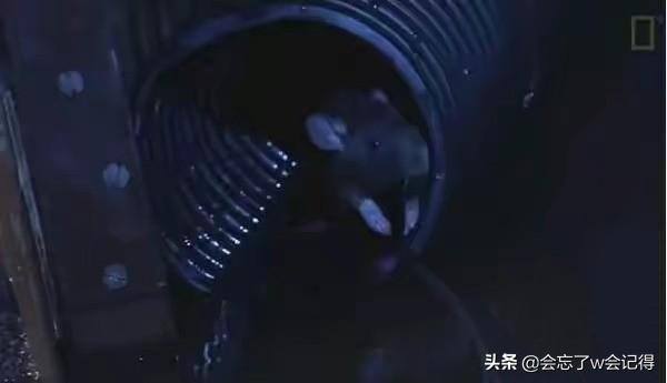 老鼠会从下水道爬到家里吗（老鼠怎么从下水道到达你家？）