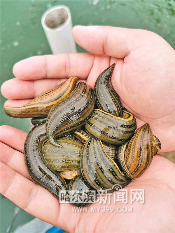 水蛭养殖技术（哈尔滨水蛭养殖基地）