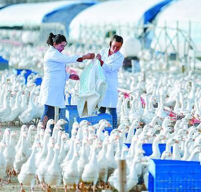 养鹅致富（「伟大壮举·扶贫印记」墨玉：养鹅助脱贫）