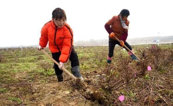 西瓜文化赚钱app下载（“90后”大学生返乡创业，种出300多种月季）