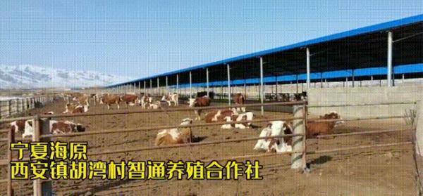 西瓜文化赚钱app下载（“90后”大学生返乡创业，种出300多种月季）