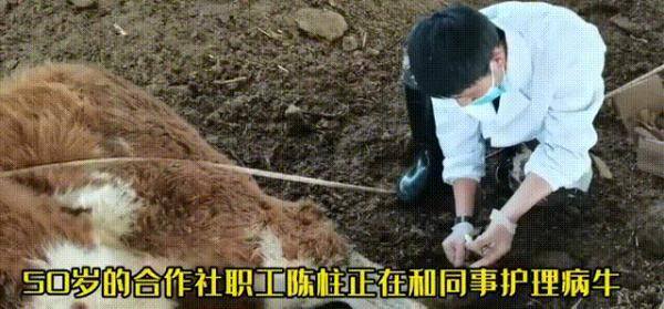 西瓜文化赚钱app下载（“90后”大学生返乡创业，种出300多种月季）