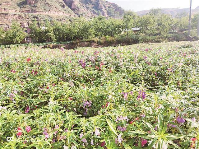种什么药材最赚钱农村（兴县：中药材产业助农增收）