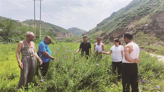种什么药材最赚钱农村（兴县：中药材产业助农增收）