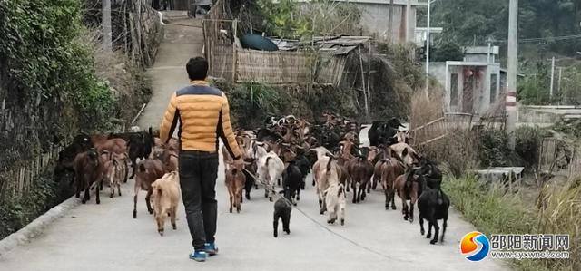 适合农村的特色养殖（新宁：特色养殖助力乡村振兴）