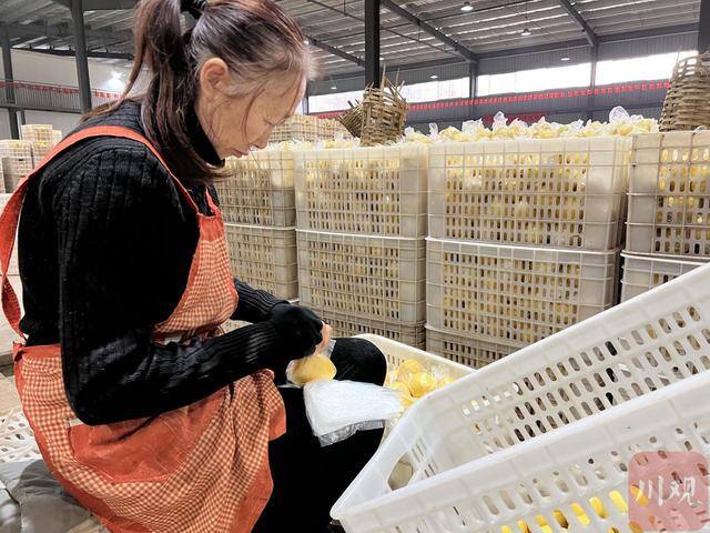 农村创业加工厂项目（宜宾高县白庙村：“柠香田园”助农增收）