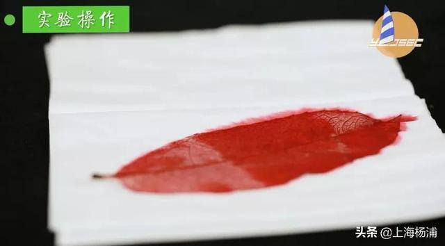 用废旧物品做手工简单又漂亮（手把手教你做“叶脉书签”）