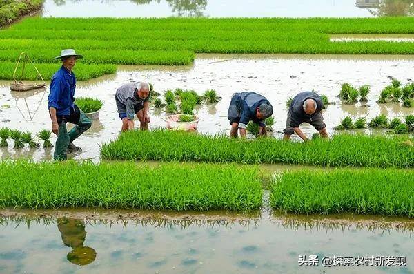 农村现在做什么能致富（现在农村能赚钱的方法，或许跟很多地方一样）