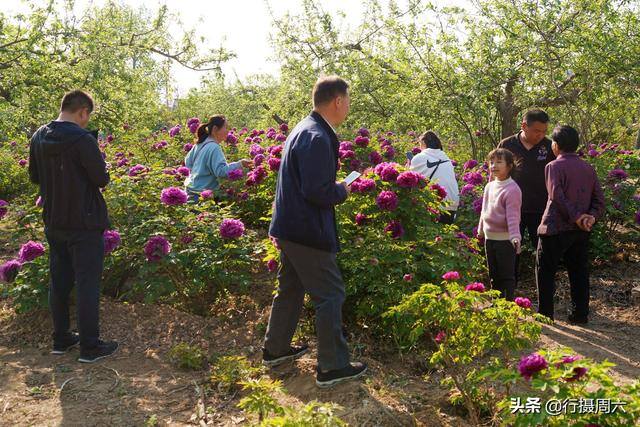 手工活300一天在家做（杜大爷家的牡丹园）