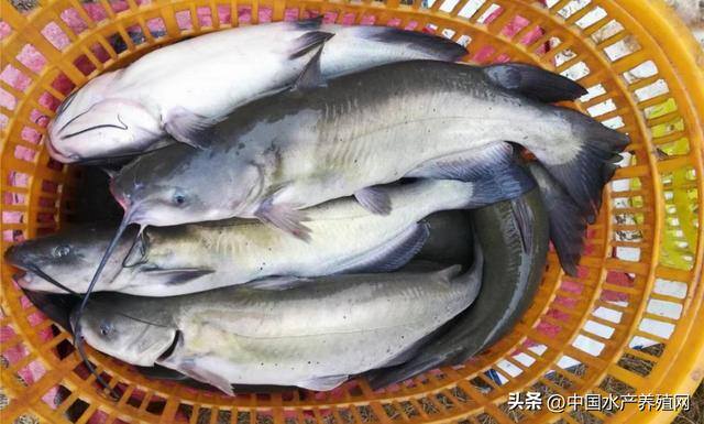 养什么鱼赚钱利润高（2022年鮰鱼市场还能否再创新高？）