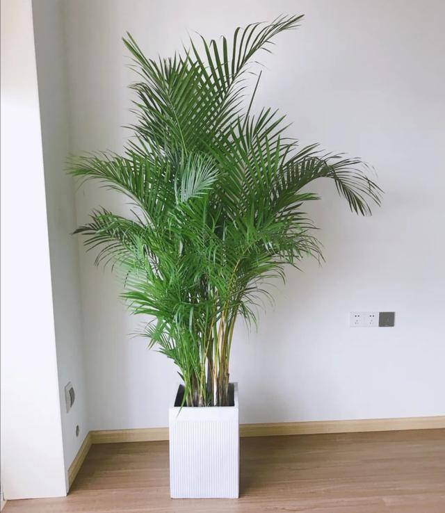 客厅养什么植物风水好（客厅最适合养大型绿植，这6种新型植物，好看好养护，养人养心）