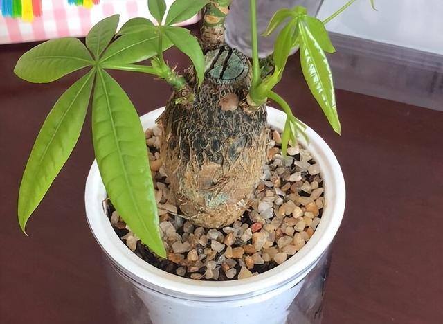 发财树放在家里哪个位置好（发财树的养护方位）