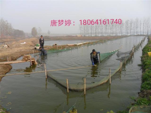 泥鳅养殖前景与利润（2020年养泥鳅前景如何？）