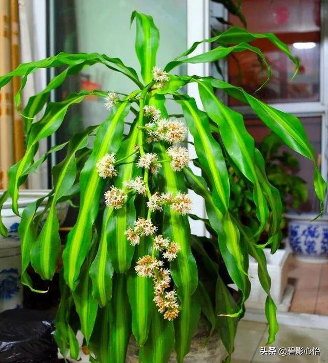 风水最好的树（龙血树这样养，枝繁叶茂，四季常青）