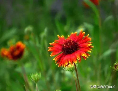 目前种植什么好（草花品种大盘点）