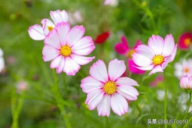 目前种植什么好（草花品种大盘点）