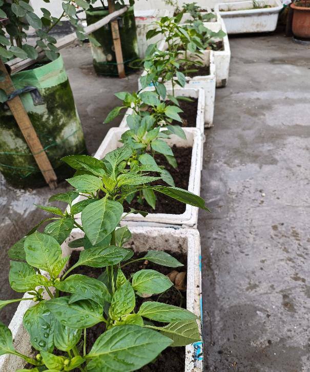 怎么种菜（阳台种菜很简单，只要试着3个步骤，长得肥厚油绿，想吃就摘）