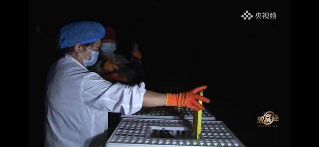 养多少鸡能赚20万（徐士乾养殖乌鸡失败，妻子的一句话，让他气走妻子）