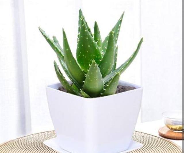 7种适合卧室养的植物（这5种植物适合养在卧室，有助于释放氧气，有助于睡眠）