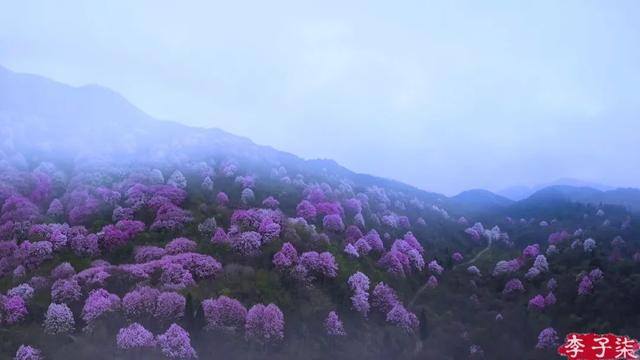 怎么拍视频（李子柒的美食摄影技巧）