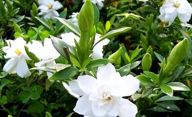 庭院花卉种植品种（院子里养这几种花，不怕冷不怕热，冬季零下也能开花不断！）