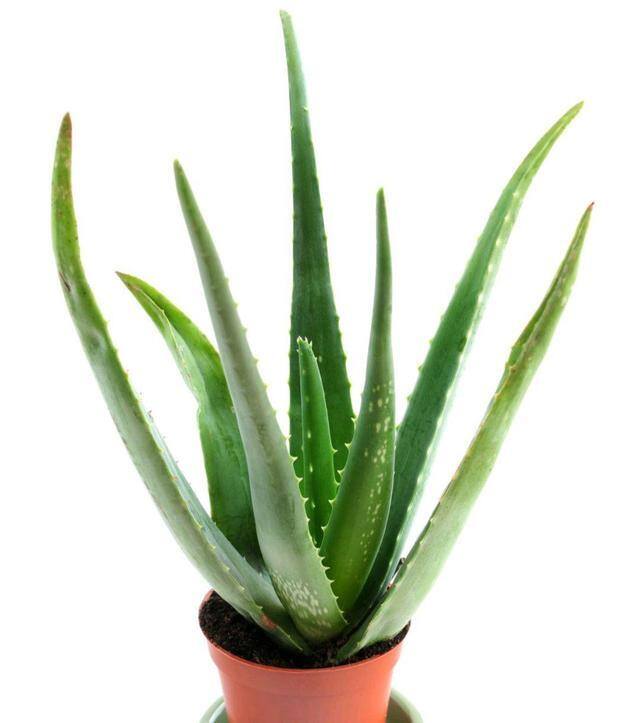 最好养的10种兰花（阳台上适合养什么花？）