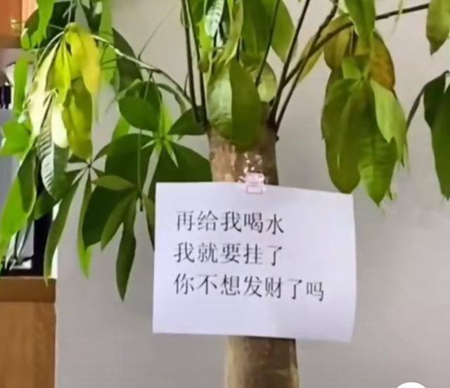 客厅养什么植物风水好（客厅最适合养大型绿植，这6种新型植物，好看好养护，养人养心）