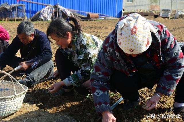 现在种植什么药材最赚钱（种植中药材赚钱吗？）
