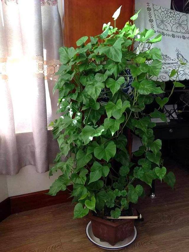 最好养的10种兰花（阳台上适合养什么花？）