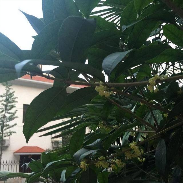 院里种什么树对风水好（农村小院里，种上一棵树，寓意着“多子多福，人丁兴旺”）