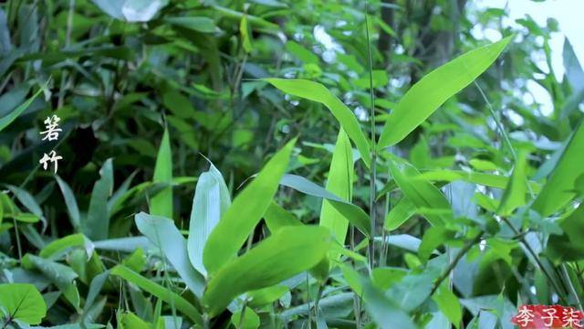 怎么拍视频（李子柒的美食摄影技巧）