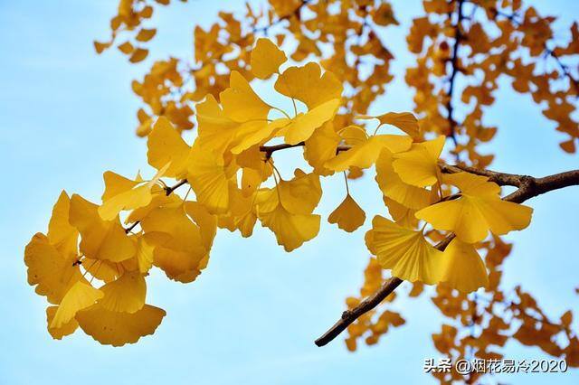 药材种植利润（种植哪类药材利润最高？）