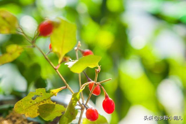 种植什么好（种植中药材哪些药材前景好？）