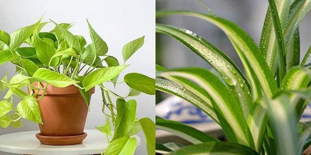 最好养的10种兰花（阳台上适合养什么花？）