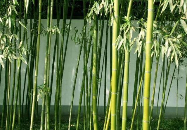 门口种竹子风水十大禁忌（“门前不栽竹，房后不栽树”，这四个地方不能种竹子，你知道吗？）