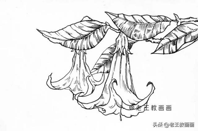 如何画花朵好看又简单（曼陀罗线描手稿，初学者都可以跟着临摹）