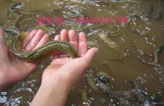 泥鳅养殖前景与利润（2020年养泥鳅前景如何？）