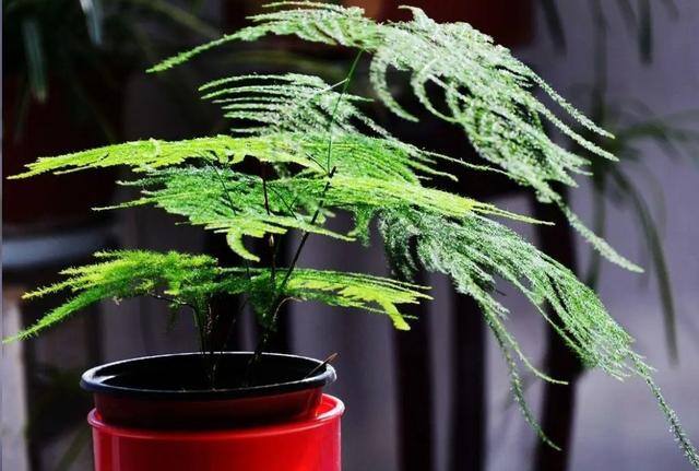 7种适合卧室养的植物（这5种植物适合养在卧室，有助于释放氧气，有助于睡眠）