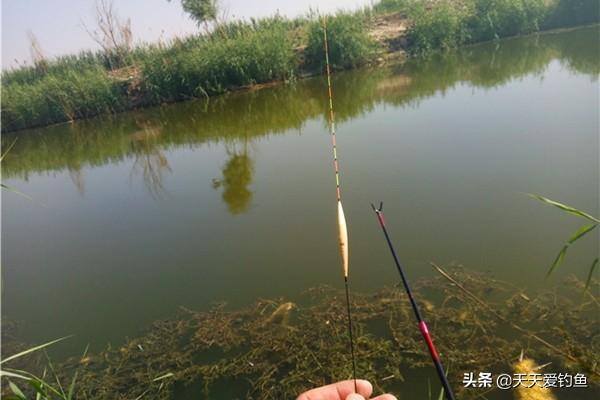 钓鱼的步骤（台钓调漂的5个步骤）