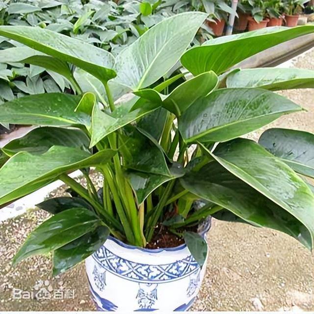 家里适合养什么植物对家庭比较好（家里适合养什么植物？）