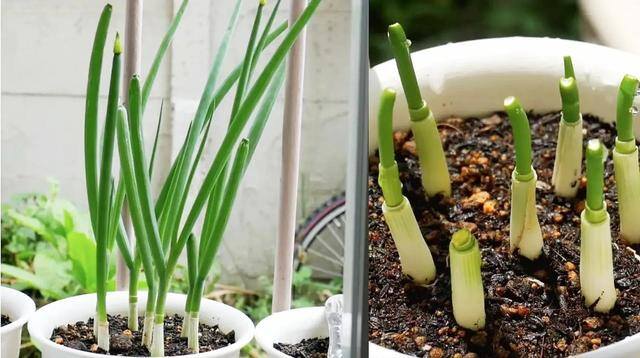 室内种植致富项目（室内适合种植什么蔬菜？）