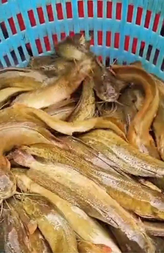6亩鱼塘一年挣20万元（农村大叔用池塘养这种鱼已经有10年了，喂饲料好一点，容易长大）