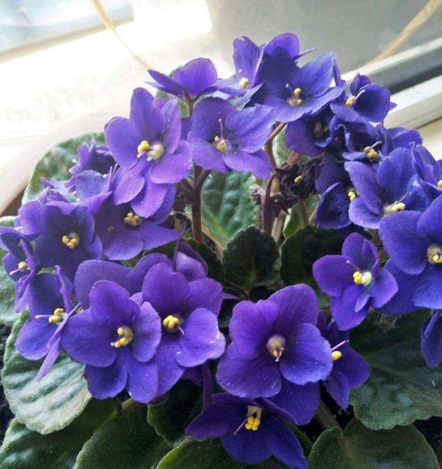 最好养的10种兰花（阳台上适合养什么花？）