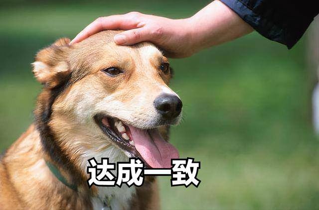 发财网名名字大全微信（最多在评论区晒图、留言~你家狗狗重名了吗？）