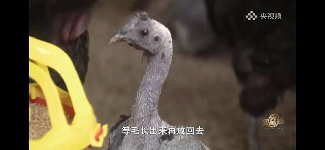 养多少鸡能赚20万（徐士乾养殖乌鸡失败，妻子的一句话，让他气走妻子）