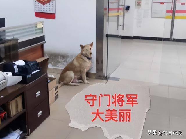 养多少狗一年赚二十万（工厂老员工月入过万，狗狗被拴屋外14年）