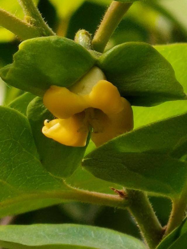 屋前种什么树最旺风水（门前种这6种树，寓意好价值高，越养越喜欢，你家有种吗？）